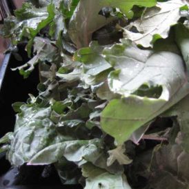 Easy Homemade Kale Chips Image
